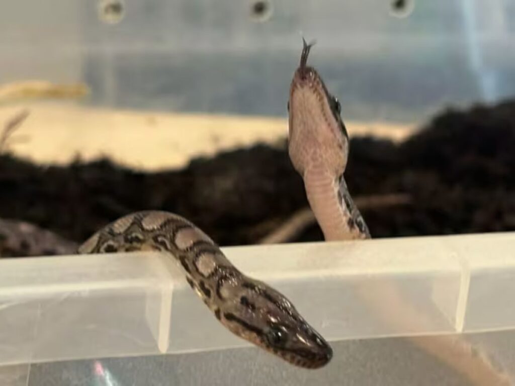 Jiboia ‘Ronaldo’ dá luz a 14 filhotes sem ter contato com outra serpente: “Parto misterioso”