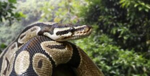 Cobra venenosa engana homem e o ataca enquanto é filmada; VEJA VÍDEO!