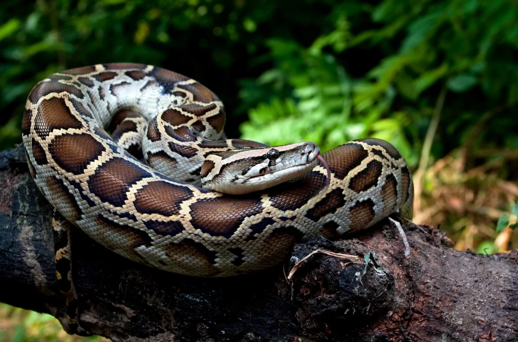 Uma Cobra Em Cima De Uma Arvore No Fundo Cheio De Plantas