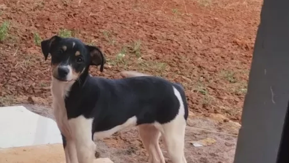 Cachorro