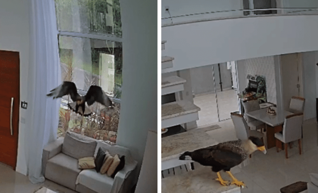 Carcara Entrou Pela Janela Do Banheiro E Percorreu Diversos Comodos Da Residencia 1723738921156 V2 4x3(1)