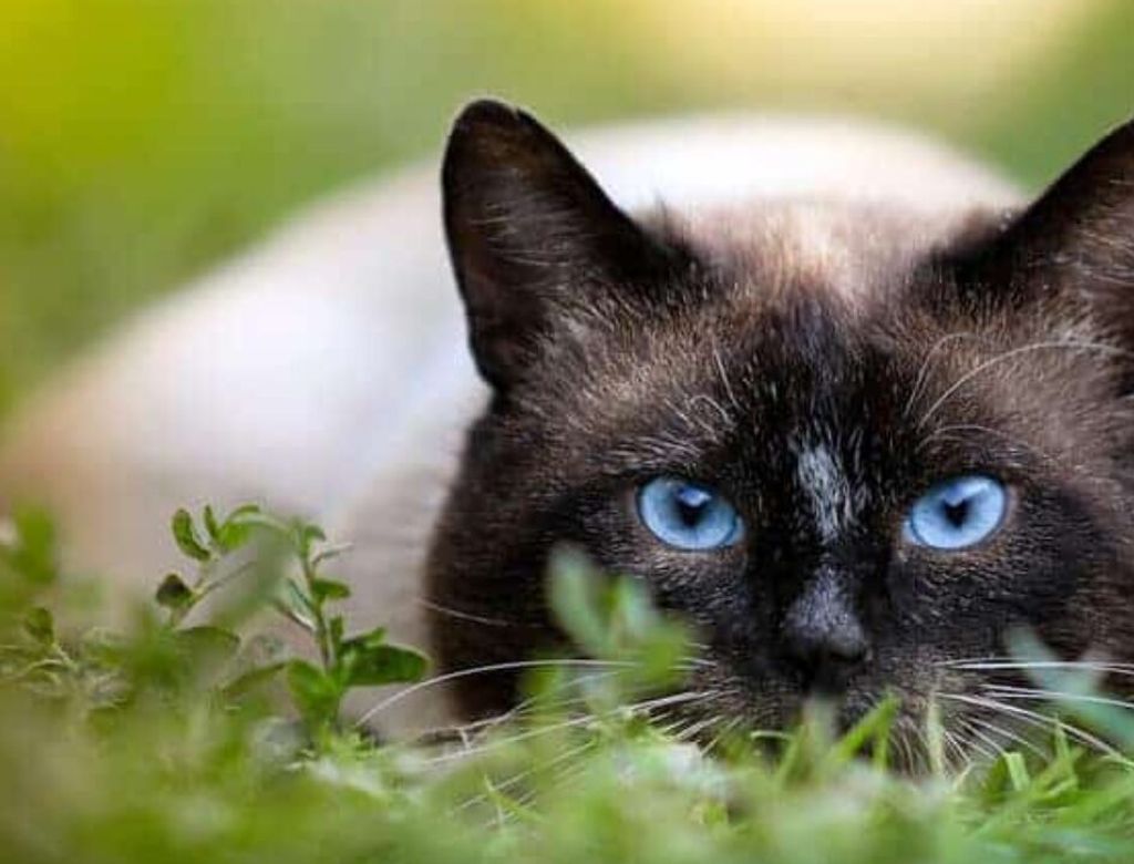 Gato volta para casa após cremado
