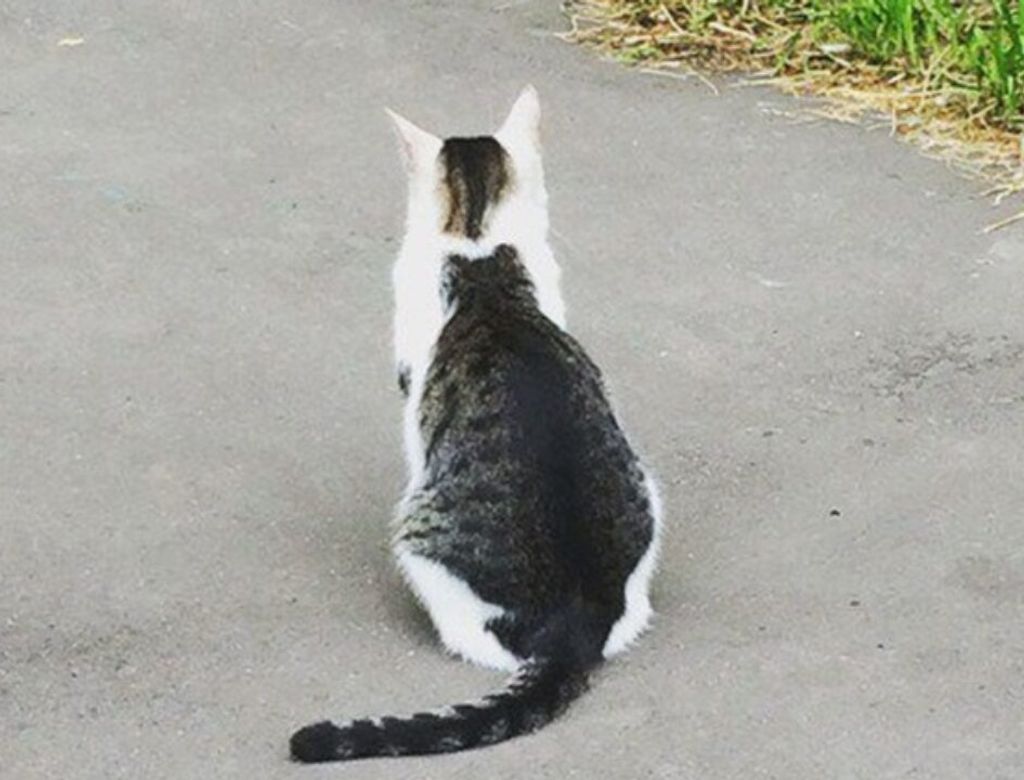 Gato(1)