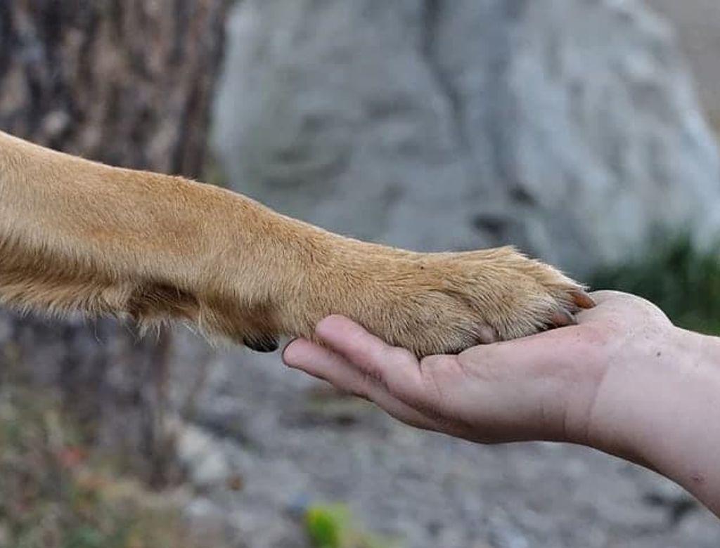 Hidratar Pata De Cachorro 3(1)