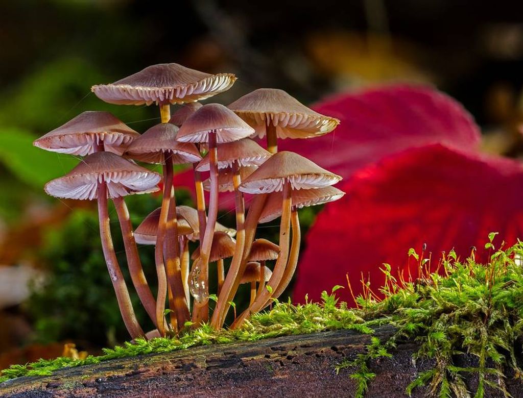 Mushroom Group 2817729 1920(1)