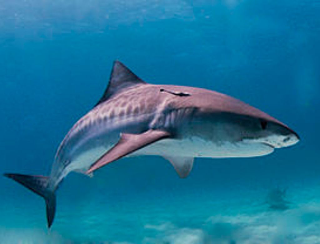 280px Tiger Shark(1)