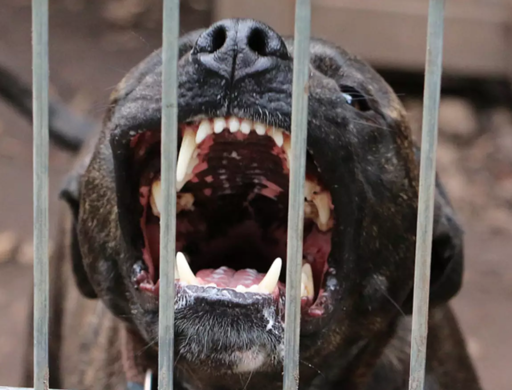 Homem morre após ser atacado por pitbull (Foto Reprodução Internet)