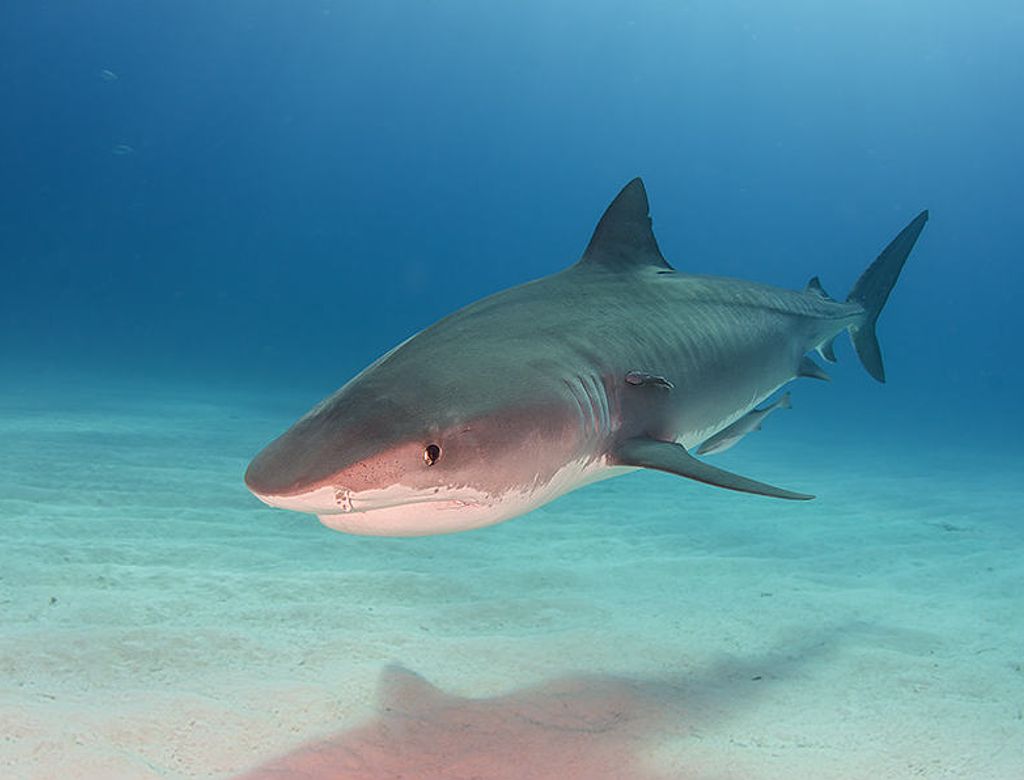 Tiger Shark At Tigerbeach Bahamas 149044369(1)