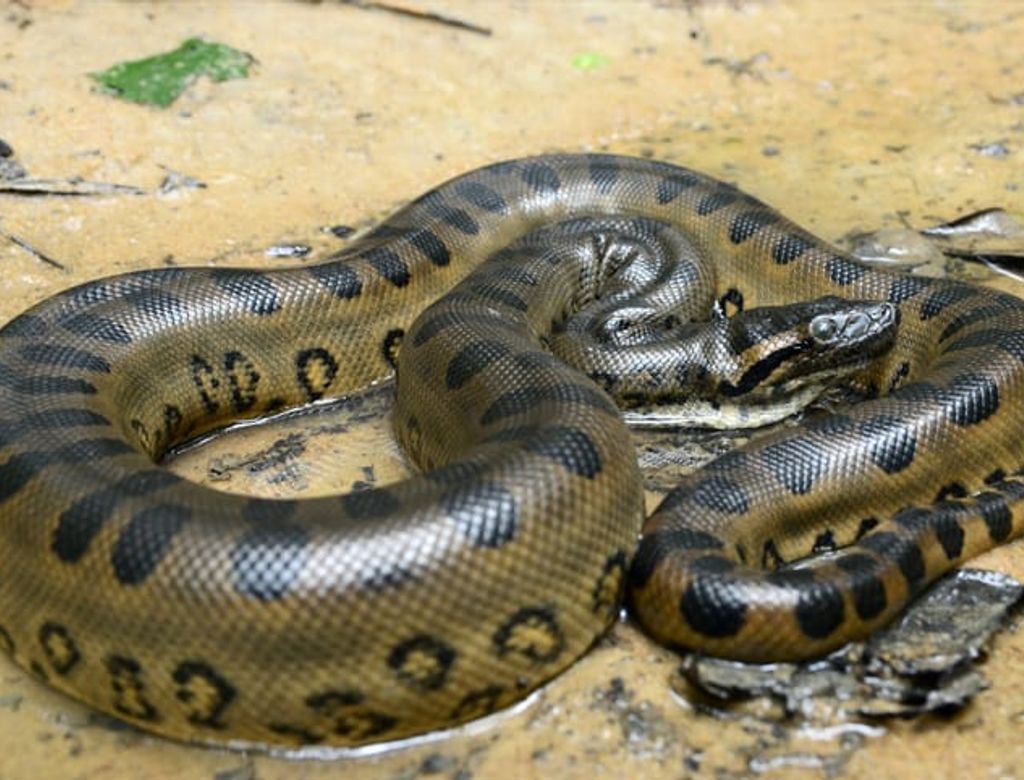 Tudo Sobre A Cobra Sucuri Pets