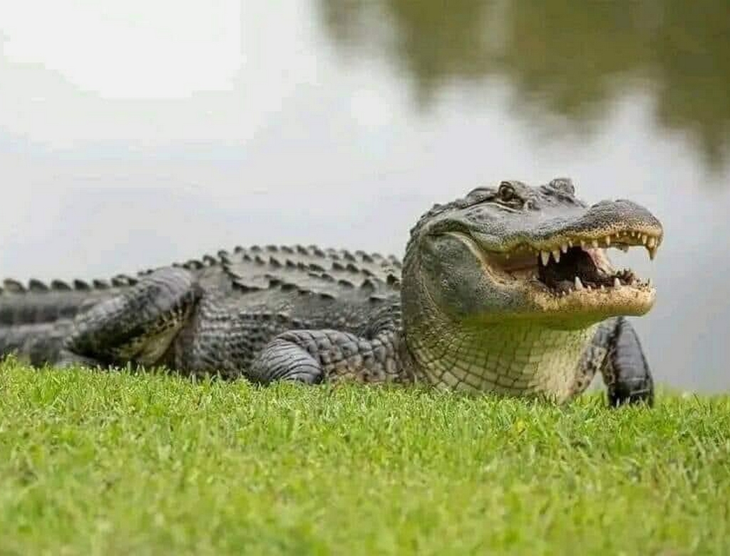 Crocodilo (foto Reprodução Redes Sociais) 1