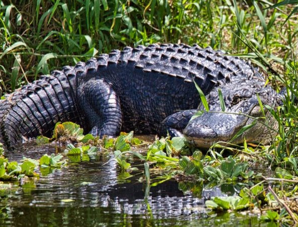 Crocodilo (foto Reprodução Redes Sociais)