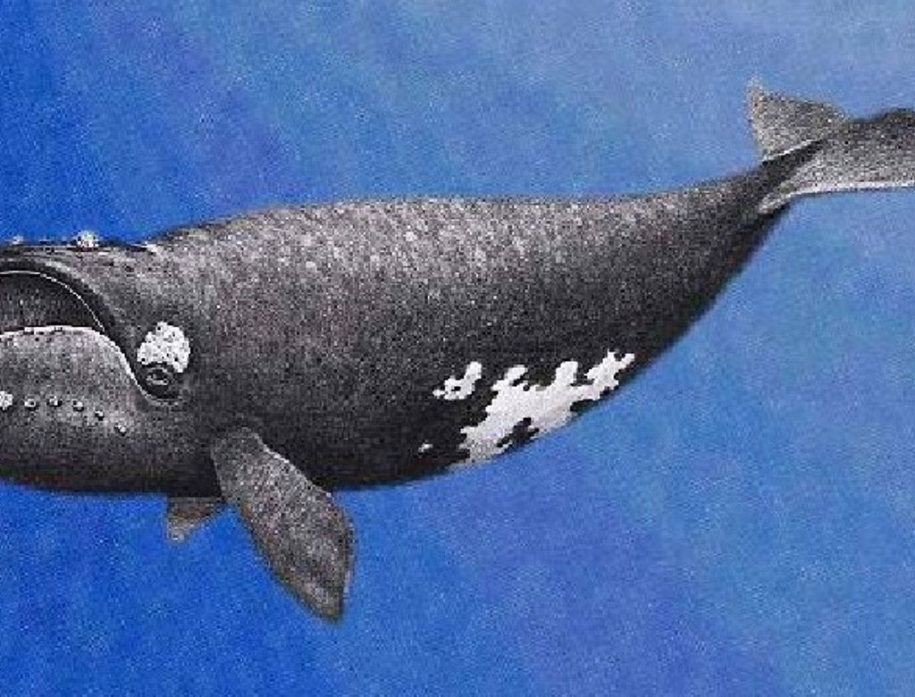 Cientistas Conseguem Gravar Canto Baleia Mais Rara Mundo Conexao Planeta(1)