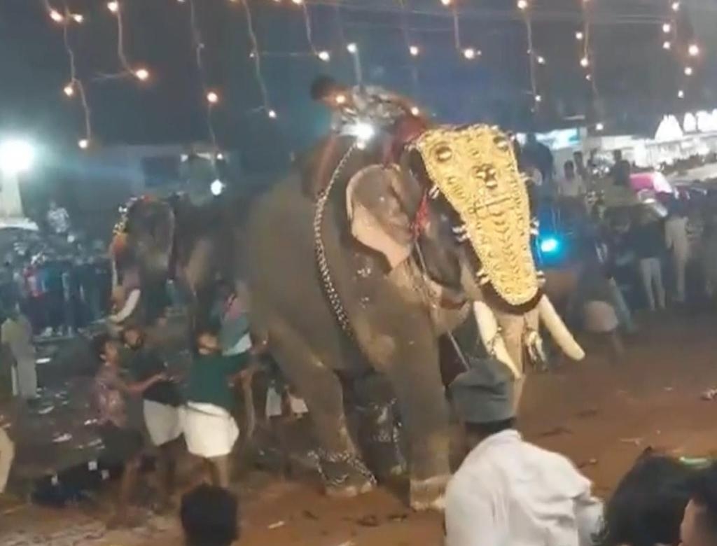 Ataque De Elefante (foto Reprodução Redes Sociais) 2
