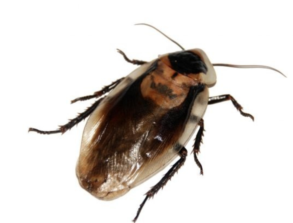 Barata Viva é Encontrada Em Intestino De Paciente (foto Reprodução Redes Sociais)