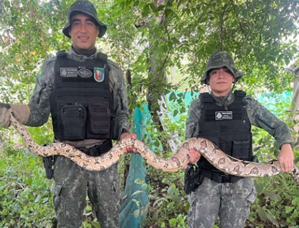 Cobra (foto Reprodução Redes Sociais)