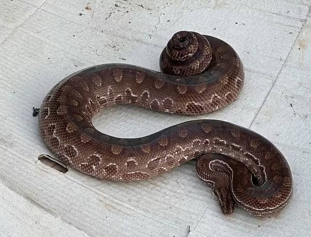 Cobra (foto Reprodução Redes Sociais)