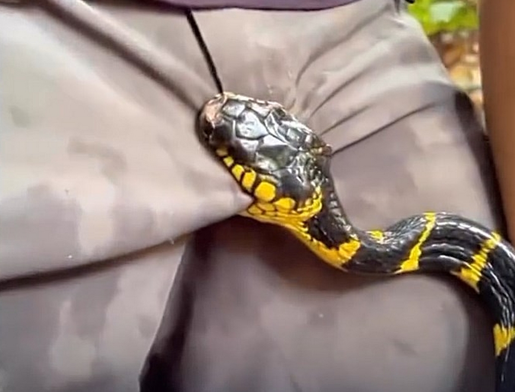 Cobra (foto Reprodução Redes Sociais) 3