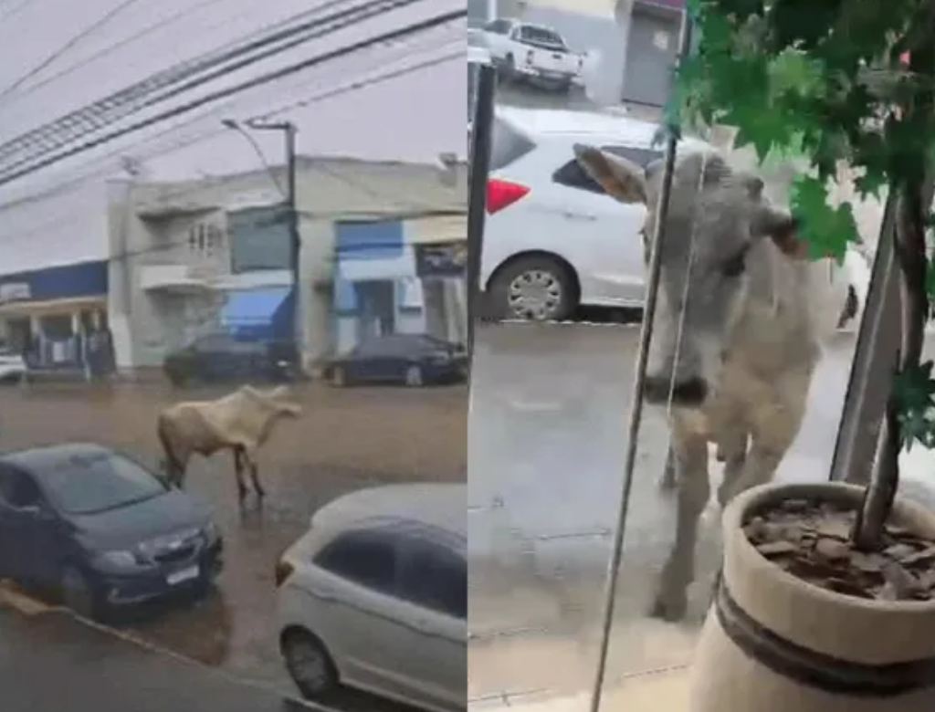 Boi pula de caminhão em movimento e tenta invadir loja (Foto Reprodução Redes Sociais)