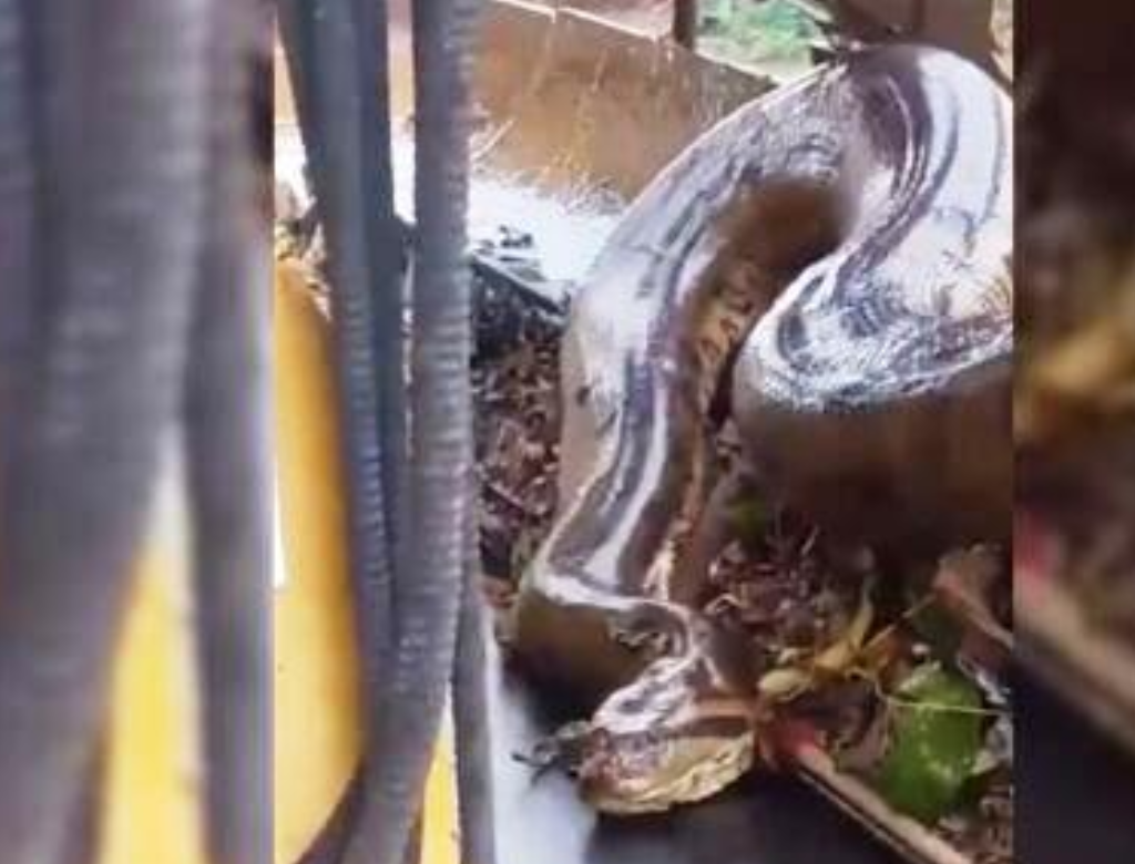 Trabalhadores se assustam com cobra gigante presa em máquina (Foto Reprodução Redes Sociais)