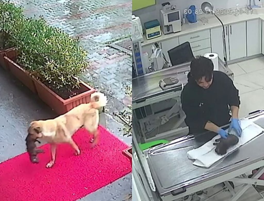 Cadela carrega filhote com hipotermia até o veterinário (Foto Reprodução Redes Sociais)