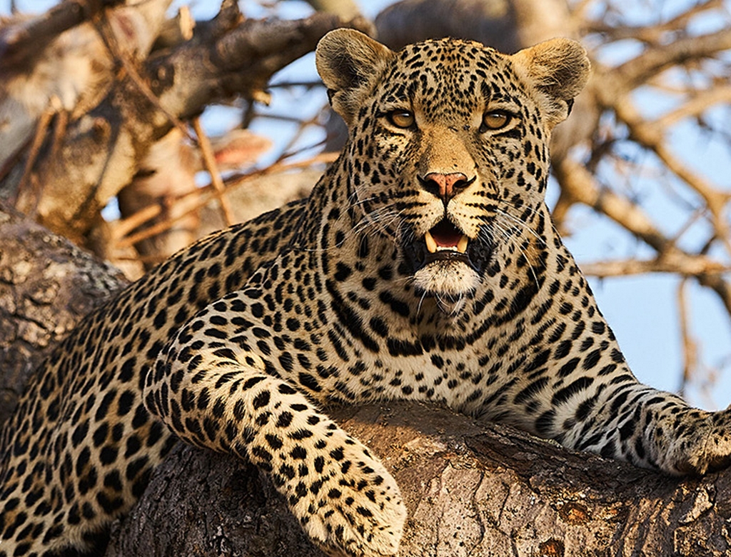 Leopardo (foto Reprodução Redes Sociais) 1