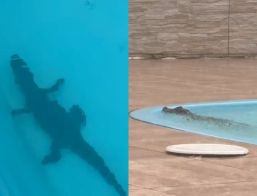 Mulher Acorda Com Jacaré Faminto Na Piscina De Casa E Leva Susto (foto Reprodução Redes Sociais)