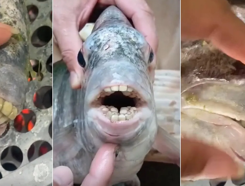 Peixe (foto Reprodução Redes Sociais) 4