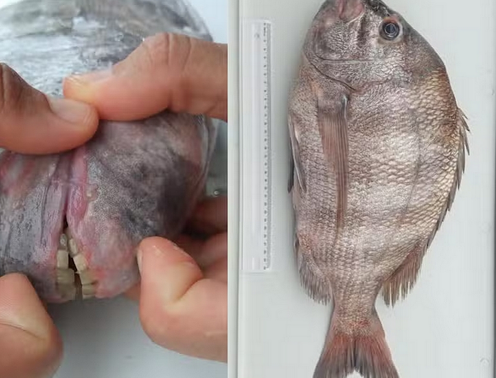 Peixe (foto Reprodução Redes Sociais)