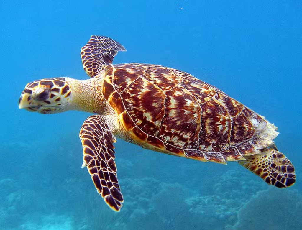 Tartaruga Marinha (foto Reprodução Redes Sociais)