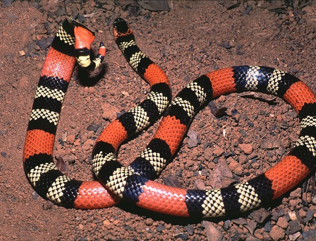 Cobra (foto Reprodução Redes Sociais) 2