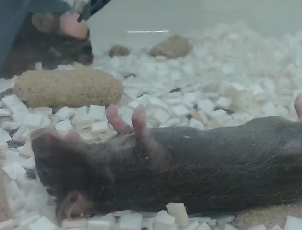 Ratos (foto Reprodução Redes Sociais) 1