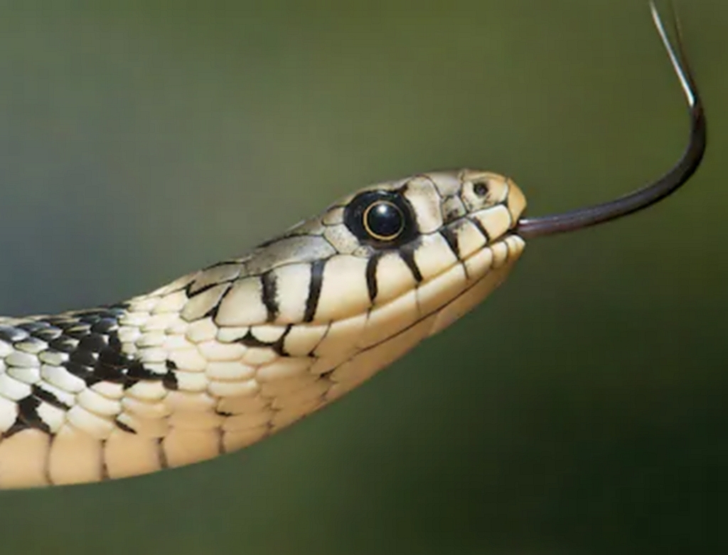 Cobra (foto Reprodução Redes Sociais) 1