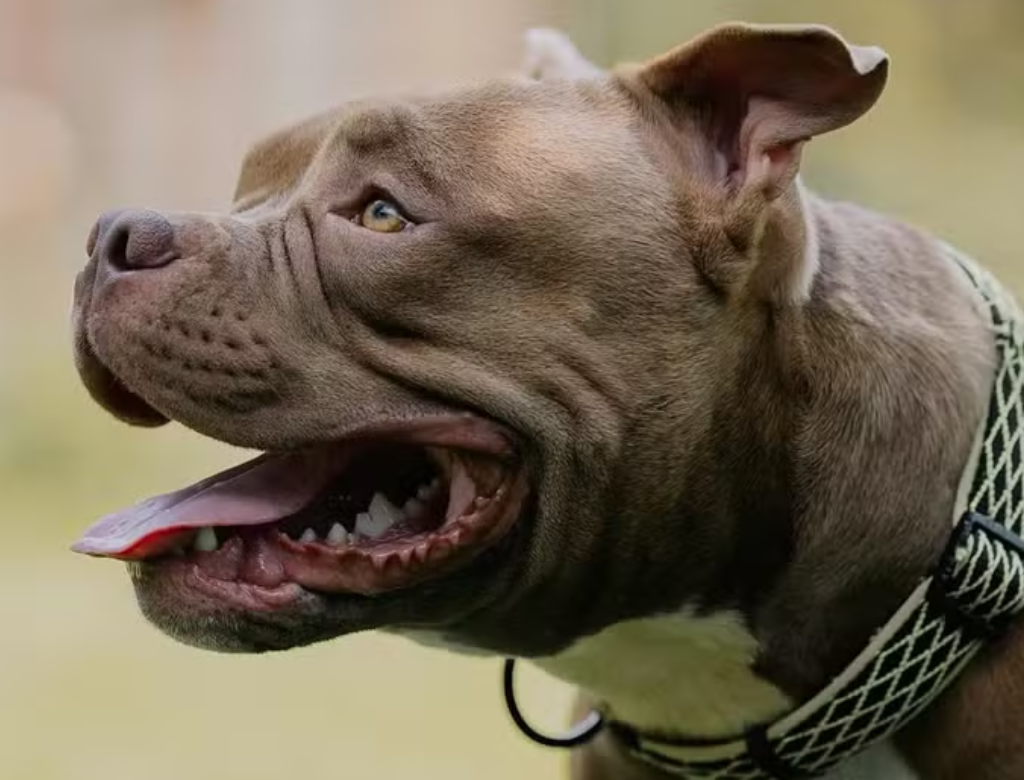 Pitbull (foto Reprodução Redes Sociais)