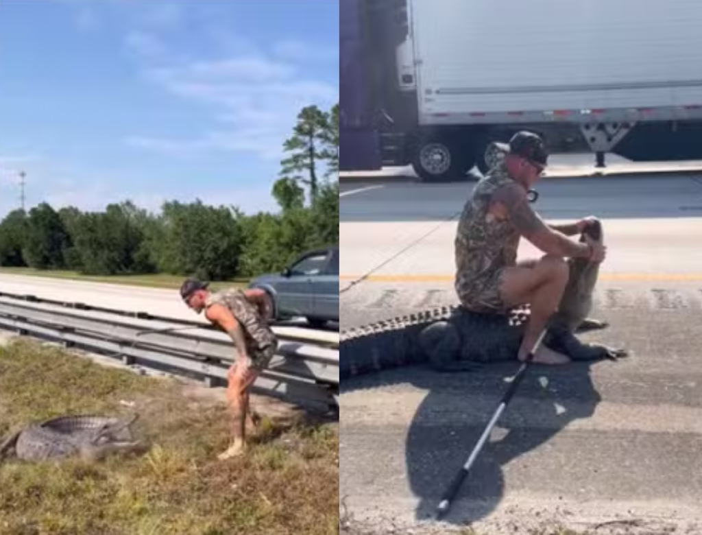 Homem Enfrenta Jacaré Gigante No Meio Da Estrada (foto Reprodução Redes Sociais)