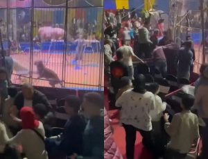 Tigre (foto Reprodução Redes Sociais) 2