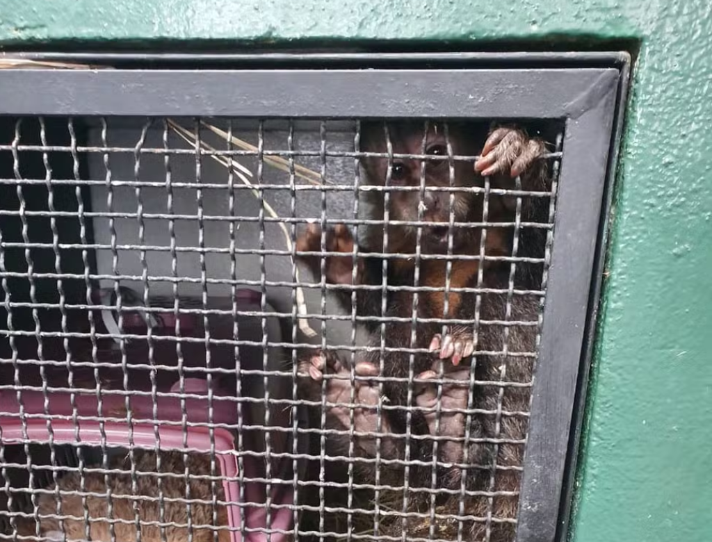 Casal é Preso Após Roubar Filhote De Macaco Prego (foto Reprodução Redes Sociais)