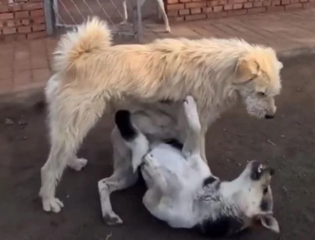 Cachorro viraliza após acabar com briga em canil (Foto Reprodução Redes Sociais)