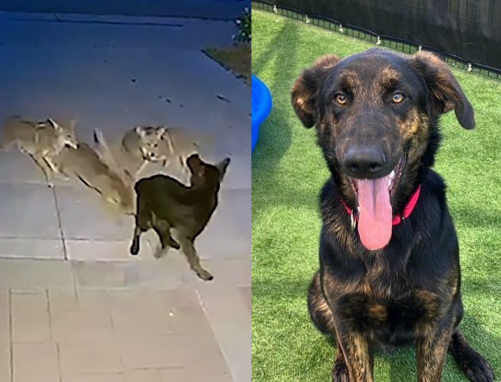 Duke (foto Reprodução Redes Sociais) 3