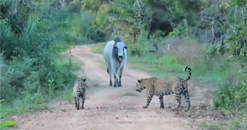 Encontro Entre Oncas E Touro Revela Desafios Da Pecuaria Brasileira Pocone Portal Do Pantanal