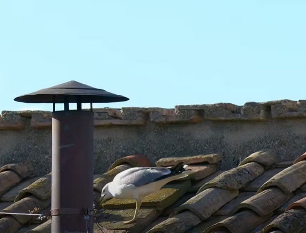 Gaivota (foto Reprodução Redes Sociais)
