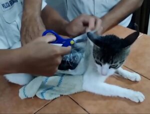 Gato (foto Reprodução Redes Sociais)