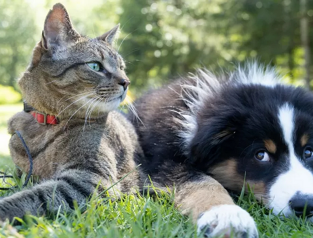 Gato e Cachorro (foto Reprodução Redes Sociais)