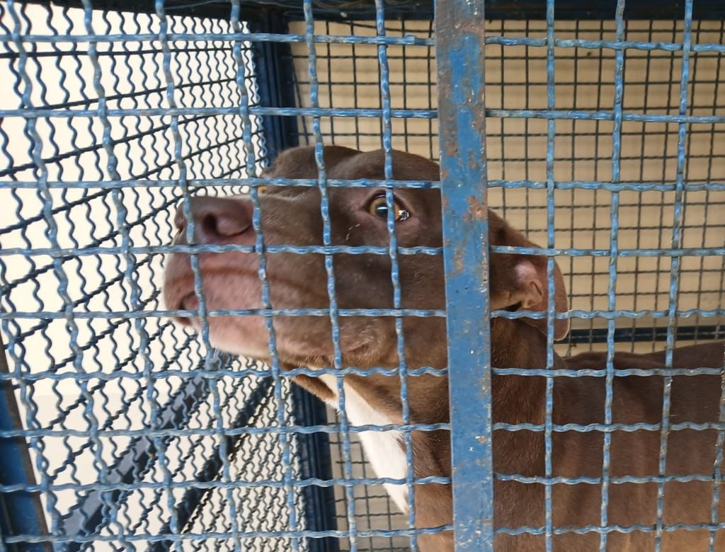 Pitbull (foto Reprodução Redes Sociais) 1