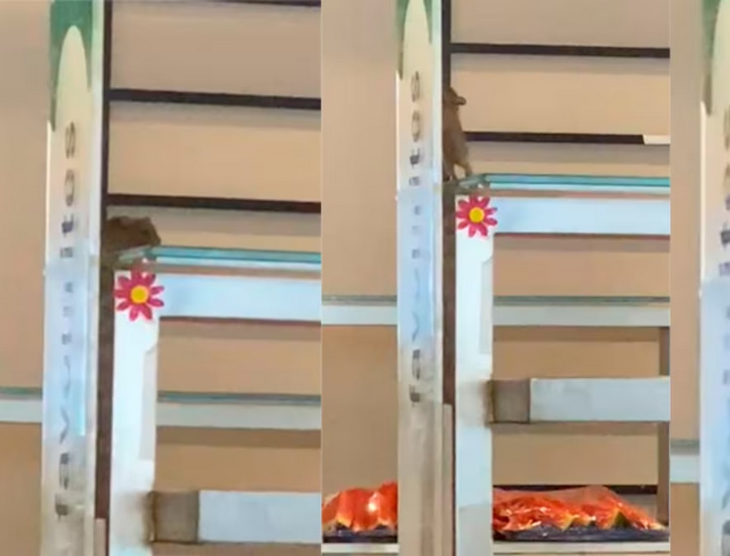 Rato (foto Reprodução Redes Sociais) 2