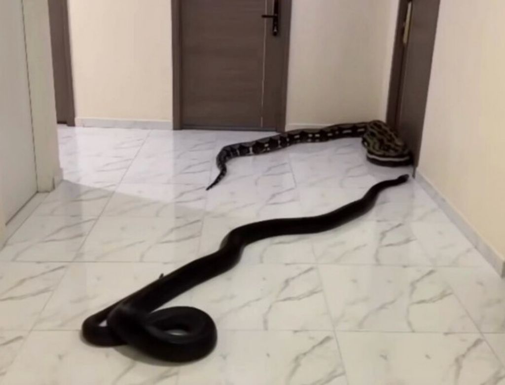 Mundo Cobras Em Corredor De Pr Dio 1747762556(1)