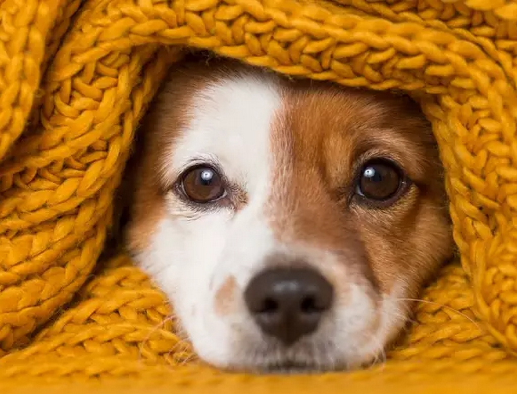 Cachorro (foto Reprodução Redes Sociais) 1