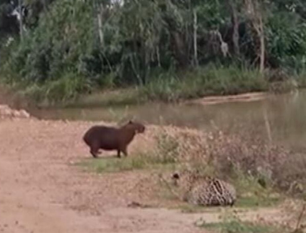 Capivara E Onça (foto Reprodução Redes Sociais)