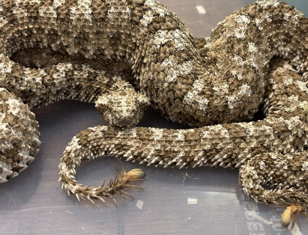 Cobras (foto Reprodução Redes Sociais) 1