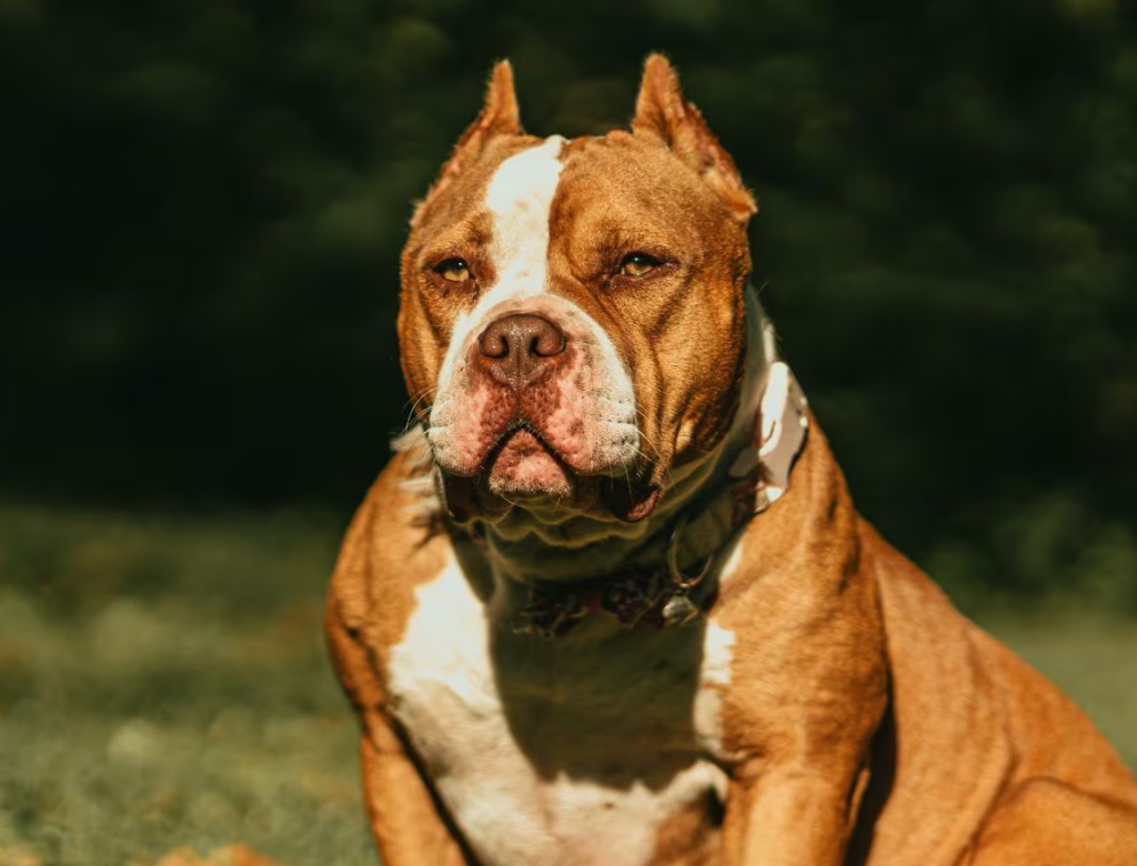 Homem Tem Orelha Arrancada Por Cachorro Enquanto Dormia (foto Reprodução Redes Sociais)
