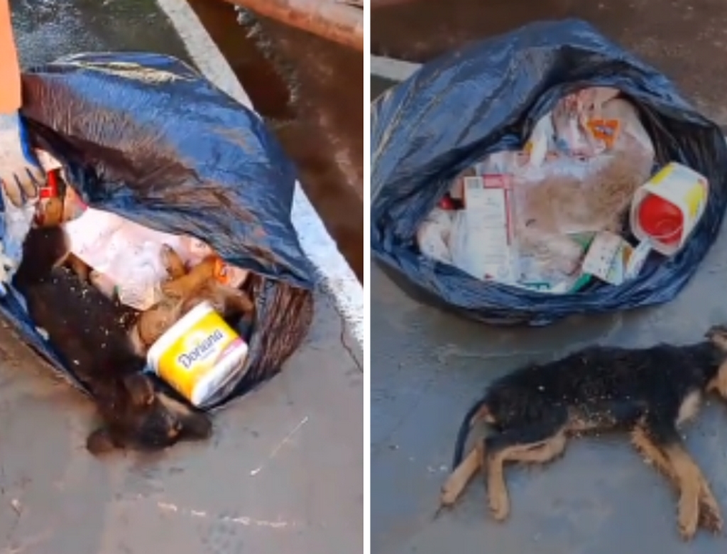 Cachorro (Foto Reprodução Redes Sociais)